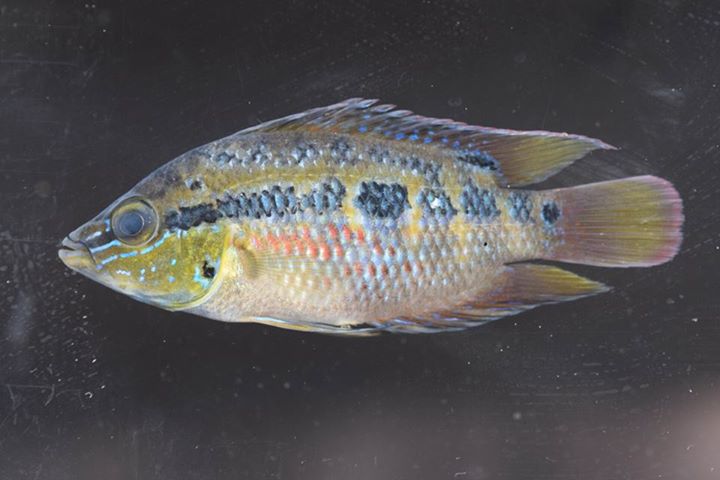 A colorful cichlid, 'Cichlasoma' salvini