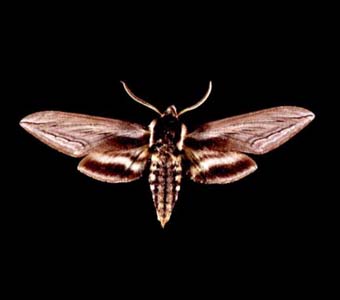 Hawk moth.
Credit Information: © 1992, The Field MuseumID# Z93974_9cPhotographer: John Weinstein
