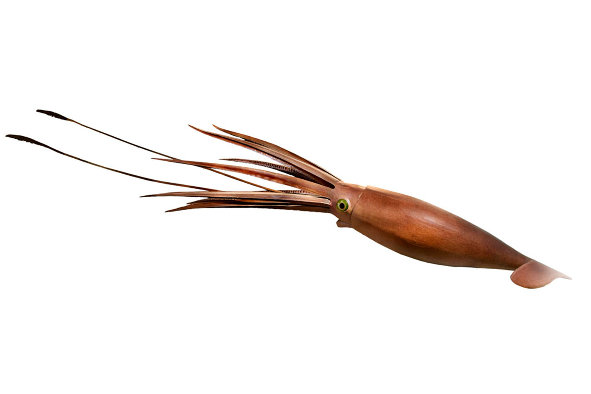 A model of a giant squid