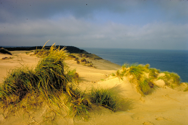 Sandy beach with grasses and water in the background