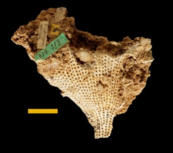 Bryozoa - Stenolaemata - Fenestrida
 
Polypora cultellata    Previously Fenestella cultellata (syntype)Specimen UC 14016
Jeffersonville Limestone
Paleozoic - Middle Devonian
Falls of the Ohio, Indiana & Kentucky