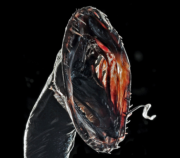 A Blackdragon (Idiacanthus) with its mouth wide open. The lure in front of its mouth is bioluminescent, and this species uses it to aid predation.