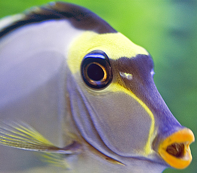 The common aquarium fish, the Lipstick Tang (Naso) have venomous dorsal and anal spines. Most surgeonfishes are venomous when young, but Naso is one of the few genera that remains venomous throughout its life.