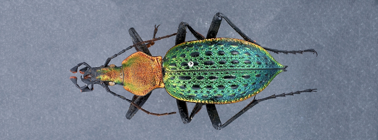 Image for Coleoptera Collection