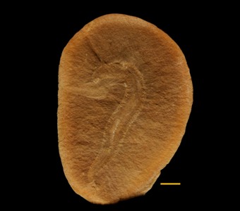 Annelida - Polychaeta - Phyllodocemorpha(bristle worms)
 
Levisettius sp.Specimen PE 33384
Carbondale Formation - Francis Creek Shale Member
Paleozoic - Middle Pennsylvanian(~305 million years old)
Mazon Creek Area, Illinois
