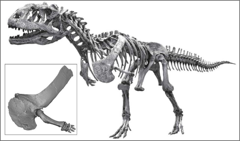 Resolving the long-standing enigmas of a giant ornithomimosaur Deinocheirus  mirificus
