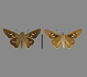 Hesperiidae: Hesperiinae 
 
Calpodes ethlius (Stoll, 1782)Canna SkipperFMNH-INS 124129 
San Antonio, TX1922