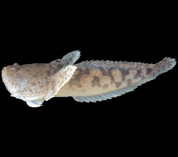 This venomous species that is occasionally sold in the pet trade as the Prehistoric Monster Fish is also known as the freshwater toadfish (Thalassophryne amazonica). Other than catfishes and stingrays, there are just a handful of freshwater venom fishes. This species is common in freshwater rivers in northern South America.
