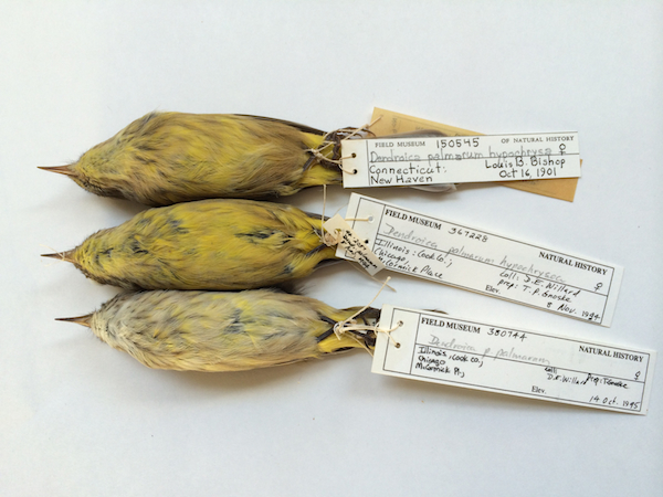 Image for A Yellow Palm Warbler specimen in Illinois