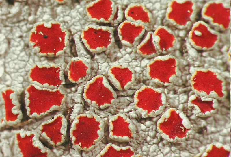 Image for Microlichens