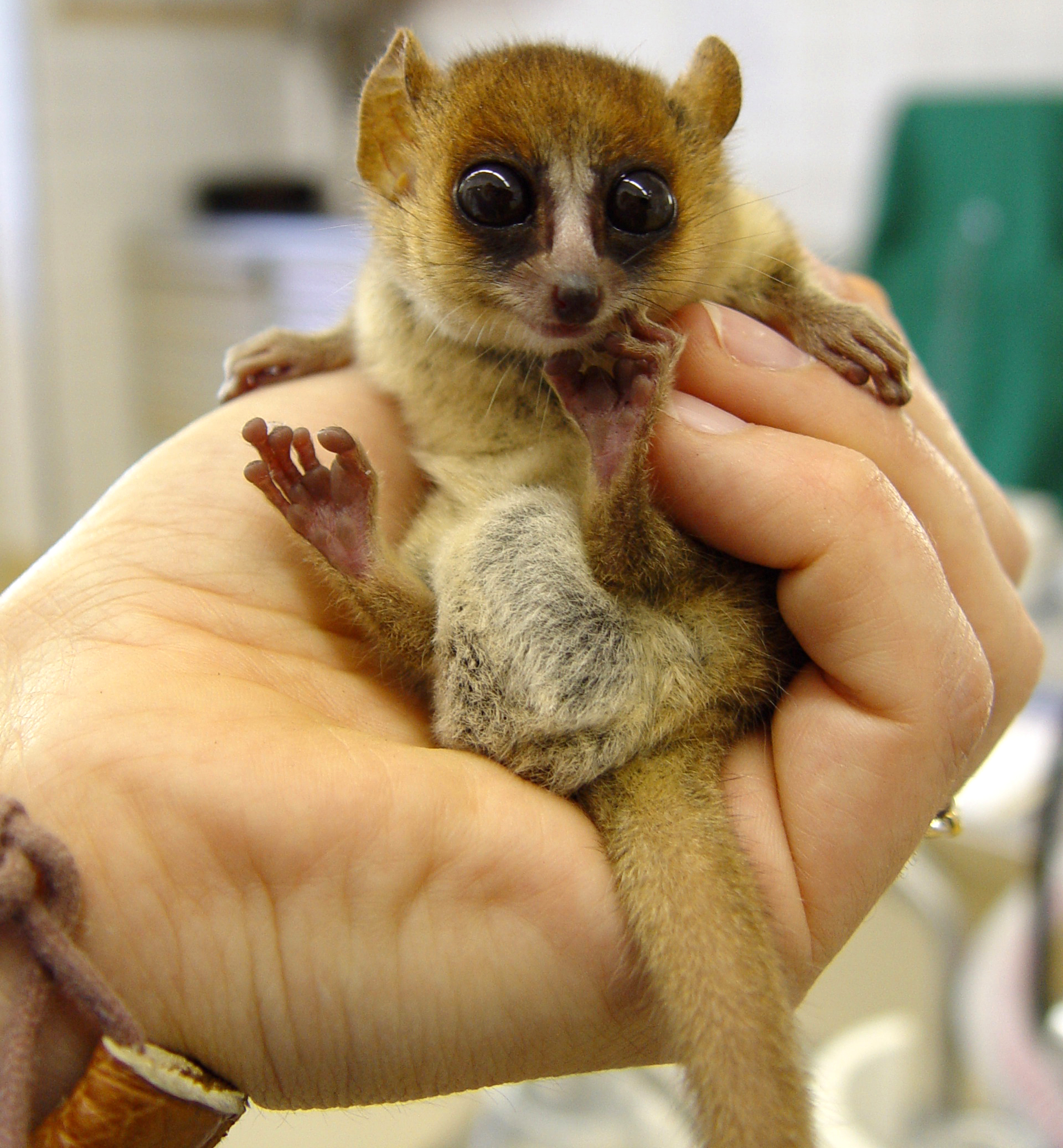 Microcebus lehilahytsara, or Goodman's mouse lemur, was named in Steve's honor in 2005. ( Lehilahytsara is a combination of the  Malagasy words for good and man). Photo by Robert Zingg