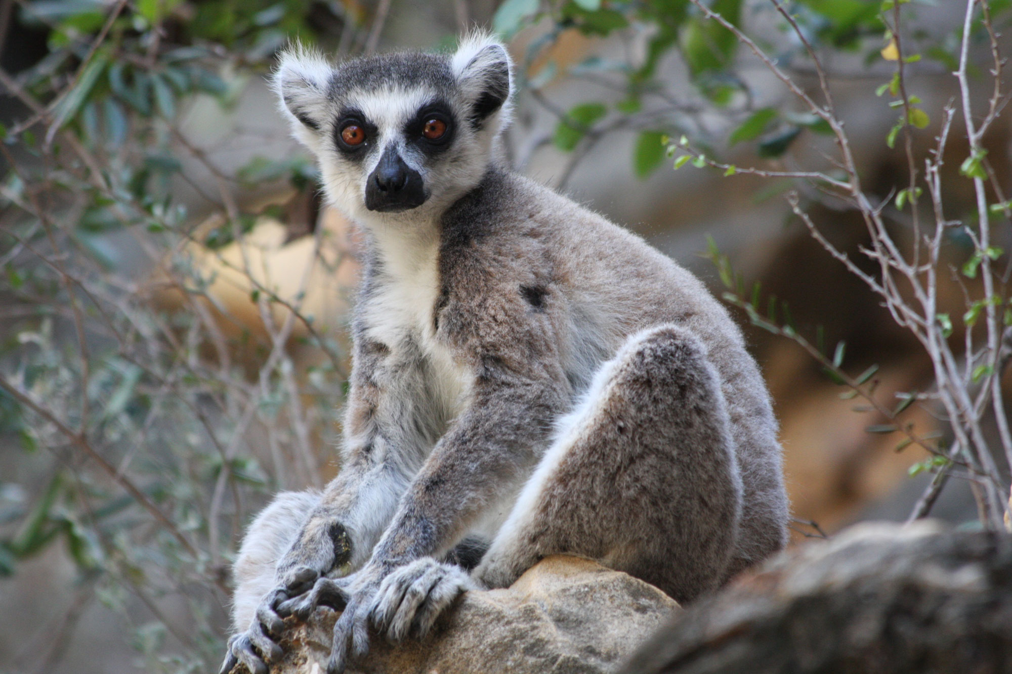 A lemur perched on a rock, seemingly staring right at the camera with golden-brown eyes. Its fur is mostly gray with some black details and white stomach and facial markings. There are branches with small green leaves behind the lemur.