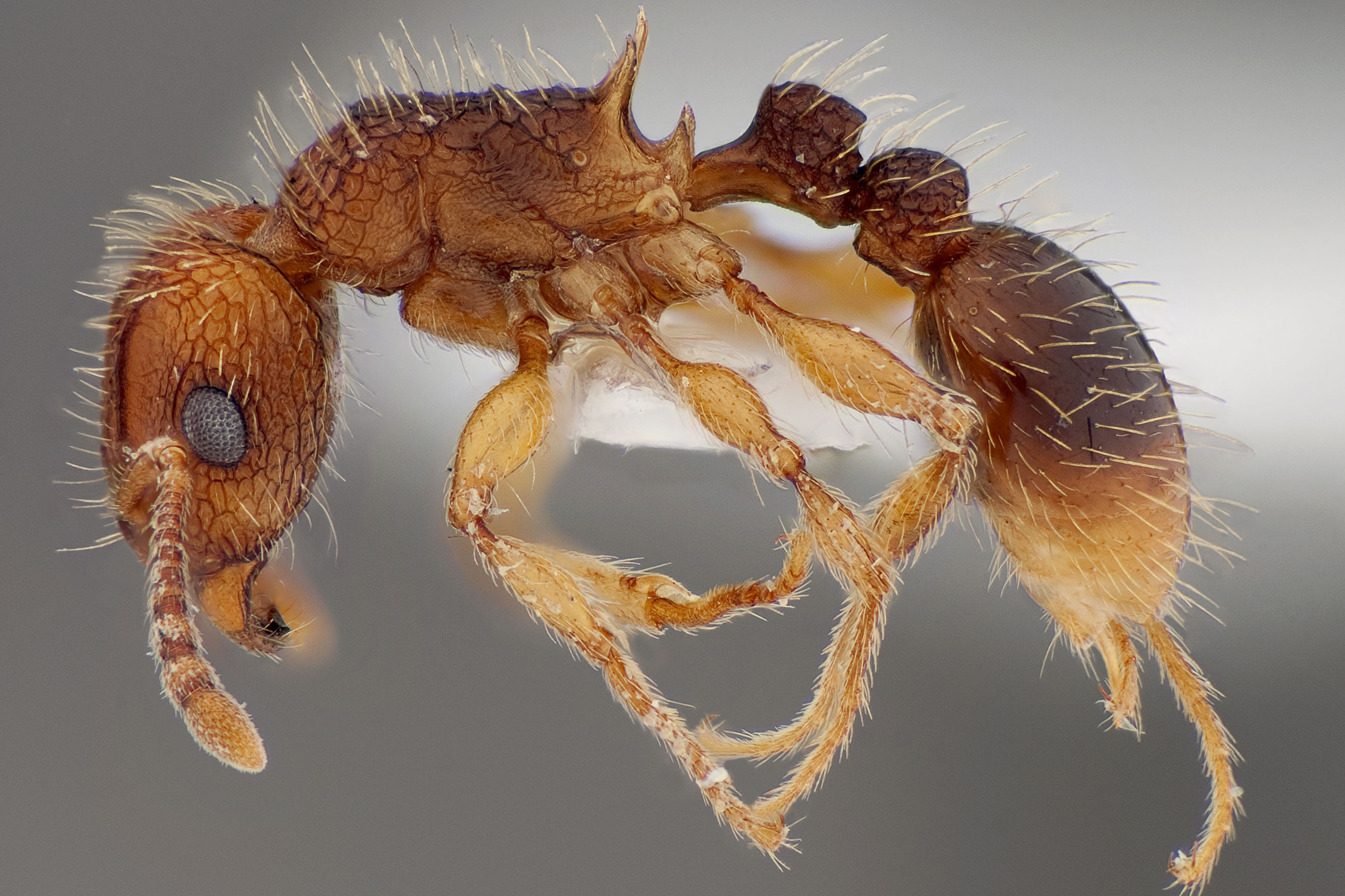 Close-up, high-resolution photograph of an ant specimen on a gray background. The ant is orange, yellow, and brown in color, with small yellow spikes or hairs all over its body.