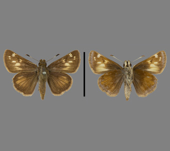 Hesperiidae: Hesperiinae 
 
Poanes hobomak (Harris, 1862)Northern Dimorphic Skipper, femaleFMNH-INS 124093 
Hampton Junction, NJ