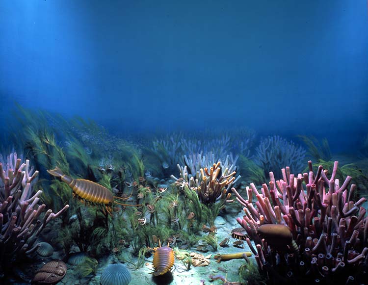 Middle Cambrian Life diorama, 500 million years ago. Shown are models of: seaweed, sponges, sea cucumbers, brachiopods, worm, trilobites and crustaceans. Fine grained shale bed from British Columbia.Credit Information:© 1951 The Field MuseumNeg. # GEO80872cPhotographer: Ron Testa