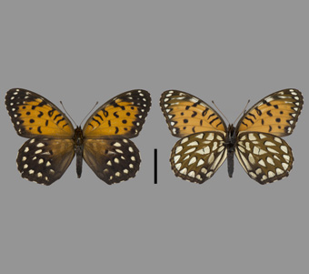 Nymphalidae: Heliconiinae: Argynnini 
 
Speyeria idalia (Drury, 1773)Regal FritillaryFMNH-INS 124009 
Austin, Chicago, Cook County, IL7 July 1895