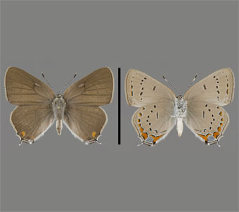 Lycaenidae: Theclinae 
 
Satyrium acadica (W.H. Edwards, 1862)Northern Willow HairstreakFMNH-INS 124071 
Edgebrook, Cook County, IL1 July 1930
