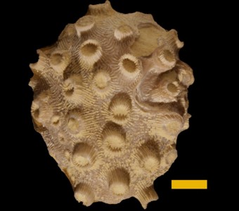 Cnidaria - Anthozoa - Rugosa  
 
Pachyphyllum woodmaniSpecimen UC 26016
Lime Creek Formation
Paleozoic - Late Devonian
Hackberry Grove, Iowa