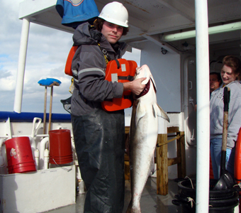 This large Cobia (Rachycentron canadum) was collected in the Gulf of Mexico. Cobia are open ocean swimmers that can grow to be 6 ft long and over 150 lbs!