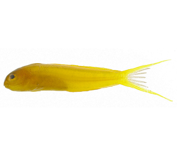 The Canary Fangtooth Blenny (Meiacanthus oualanensis) is a common marine aquarium fish that is one of the few venomous fishes that have venomous fangs.