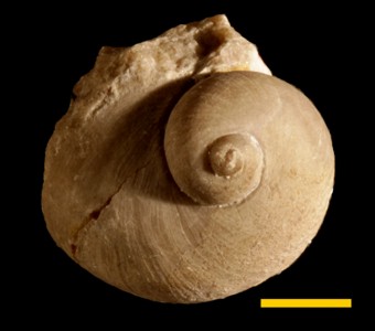 Mollusca - Gastropoda - Euomphalina - Platyceratidae
 
Strophostylus allaniSpecimen UC 27509
Little Saline Limestone
Paleozoic - Mississippian
Little Saline Creek, Missouri