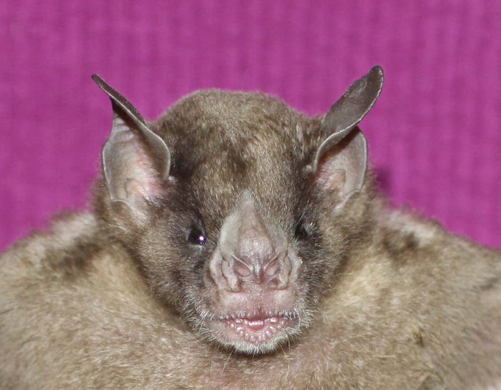 The Greater Yellow-shouldered Bat, Sturnira magna