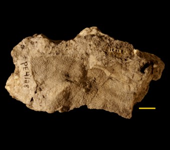 Bryozoa - Stenolaemata - Fenestrata
 
Ptiloporella sp.Specimen PE 412 
Racine Formation - Port Byron formations
Paleozoic - Silurian - Niagaran
Thornton, Illinois