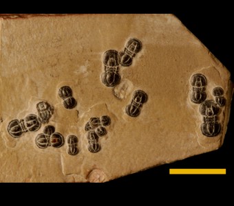 Arthropoda - Trilobita - Agnostida
 
Peronopsis interstrictaSpecimen PE agnostid
Wheeler Formation
Paleozoic - Middle Cambrian
Millard County, Utah
