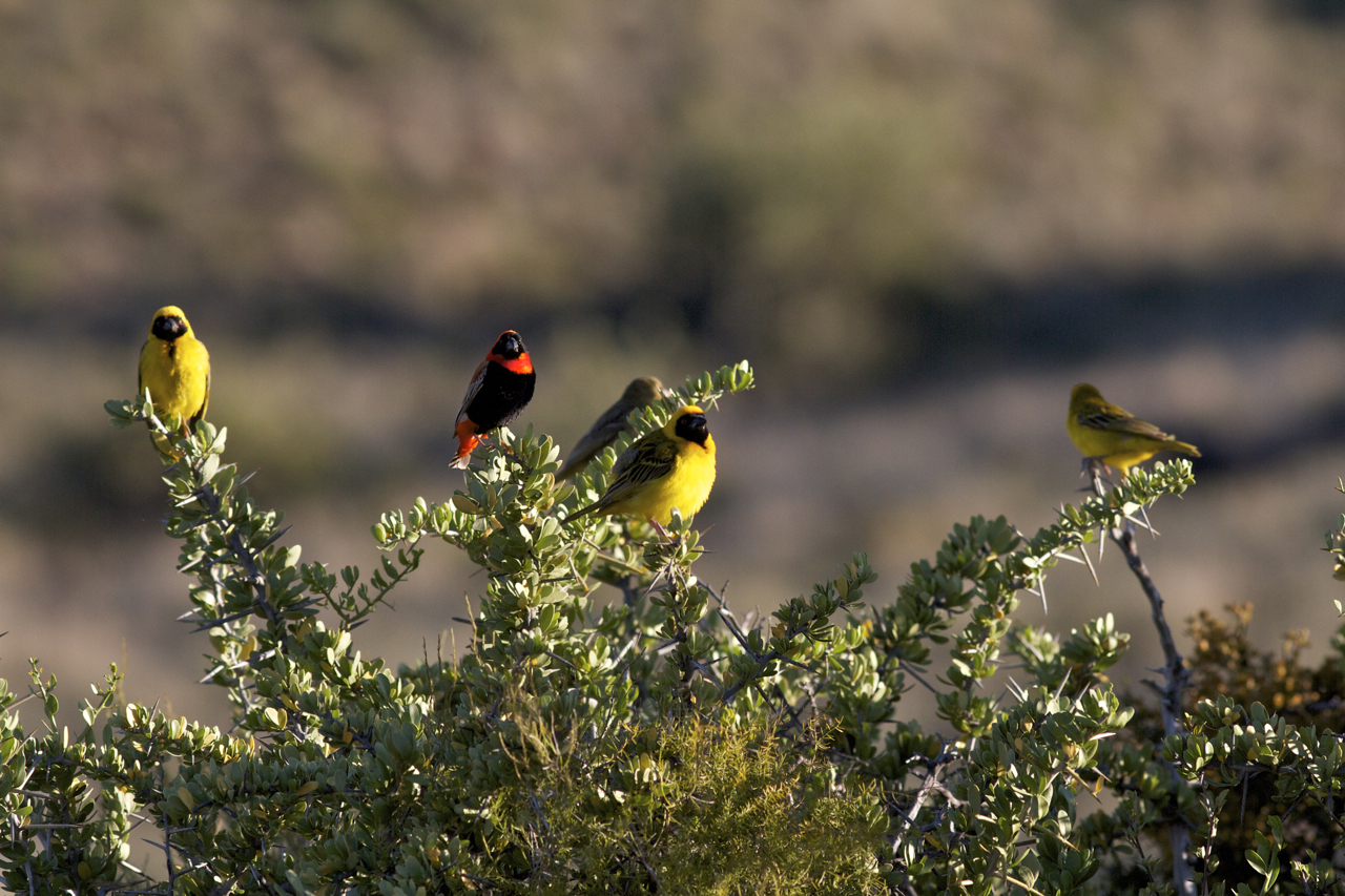 Image for Birds get malaria, too