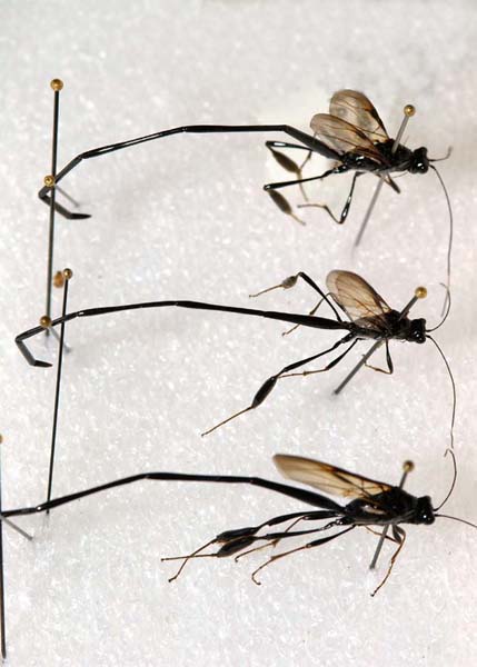 Image for Arthropod Collections