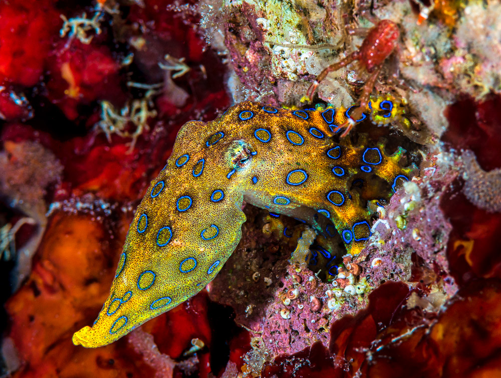 A yellow octopus with bright blue rings and a crab surrounded by colorful coral.