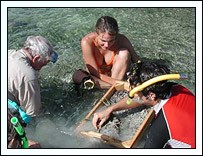 The Lucine Teams (left to right, Mr. Gregorio Bigatti, Ms. Melita Peharda Dr. Emily Glover, and Dr. John Taylor) joined forces to sieve for Lucinidae specimens in the shallow waters off Pigeon Key.