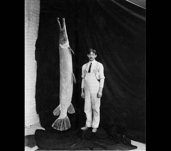 Staff preparator with specimen of alligator gar fish, Lepisoteus tristoechus, LEPISOSTEIDAE family. Field Columbian MuseumCredit Information:© The Field MuseumID# CSZ17041Photographer: Charles Carpenter