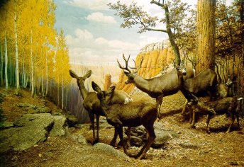 Rocky Mountain Mule Deer Diorama. Hall 16. Odocoileus hemionus hemionus. Taxidermy by Carl J. Albrecht and background mural by Charles A. Corwin. ID# Z32T