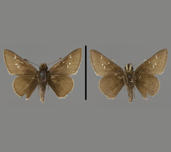 Hesperiidae: Hesperiinae 
 
Atrytonopsis hianna(Scudder, 1868)Dusted SkipperFMNH-INS 124109 
Edgewater, Cook County, IL24 May 1896