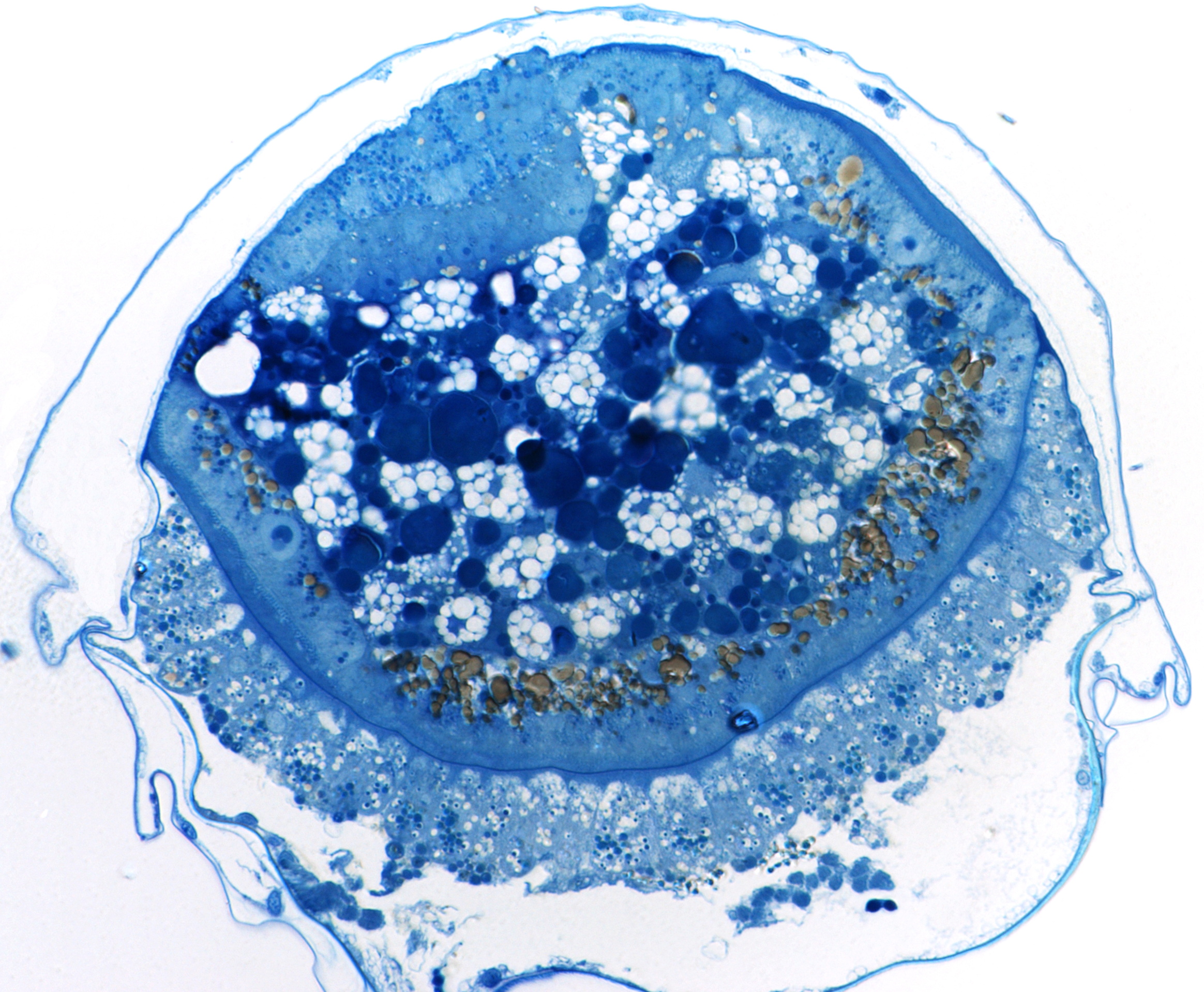 Image for Mammals Not the Only Animals to Feed Embryo During Gestation