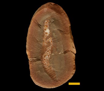 Echiura -(spoon worms)
 
Coprinoscolex ellogimusSpecimen PE 12964
Carbondale Formation - Francis Creek Shale Member
Paleozoic - Middle Pennsylvanian (~305 million years old)
Mazon Creek Area, Illinois