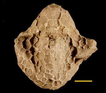 Echinodermata - Crinoidea - Diplobathrida
 
Lampterocrinus? sp.Specimen P 8866
Racine Formation?
Paleozoic - Silurian - Niagaran(~420 million years ago)
Romeo, Illinois