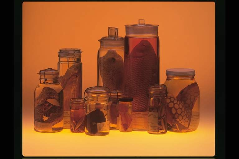 Fish specimens in alcohol jars.Credit Information:© 1997 The Field MuseumID# Z94165_3cPhotographer: John Weinstein