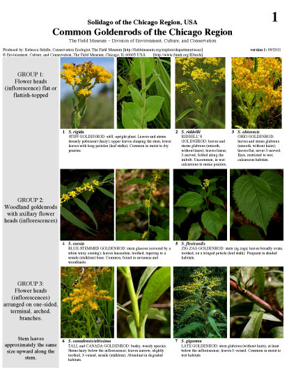 Image for New Rapid Color Guide - Common Goldenrods of the Chicago Region
