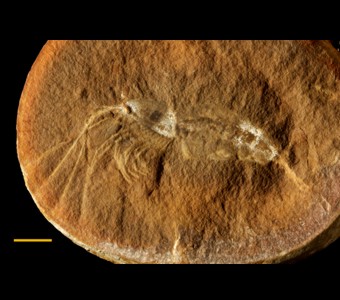 Arthropoda - Crustacea -Malacostraca
 
Kallidecthes richiardsoniSpecimen PE 9771
Carbondale Formation - Francis Creek Shale Member
Paleozoic - Middle Pennsylvanian(~305 Million years ago)
Mazon Creek Area, Illinois