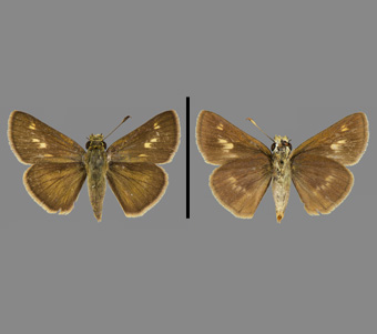 Hesperiidae: Hesperiinae 
 
Wallengrenia egeremet (Scudder, 1864)Brown Broken DashFMNH-INS 124100 
Des Plaines, Cook County, IL4 July 1930