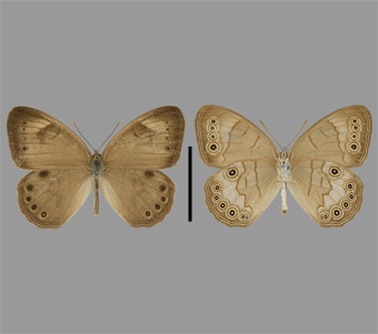 Nymphalidae: Satyrinae 
 
Satyrodes appalachia (R.L. Chermock, 1947)Appalachian BrownFMNH-INS 124043 
Miller, Alexander County, IL1 July 1914