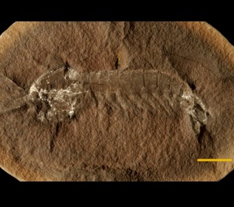 Arthropoda - Crustacea - Malacostraca
 
Tyrannophontes theridion(mantis shrimp)Specimen PE 25507
Carbondale Formation - Francis Creek Shale Member
Paleozoic - Middle Pennsylvanian(~305 Million years ago)
Mazon Creek Area, Illinois