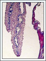 Image for PEET - Bivalves Project: Veneroidea Phylogeny