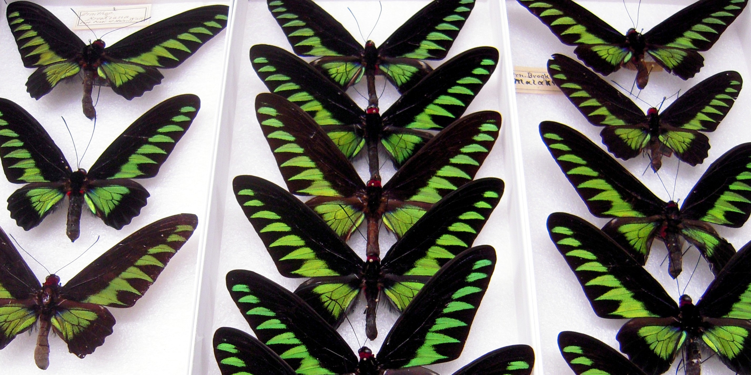 Image for Lepidoptera Collection