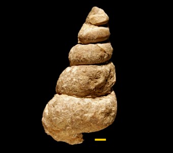 Mollusca - Gastropoda - Murchisoniina - Hormotomidae
 
Hormotoma rotundivolvisSpecimen P 28842
Paleozoic - Late Ordovician - Richmondian
Frobisher Bay, Baffin Island, Nunavut, Canada