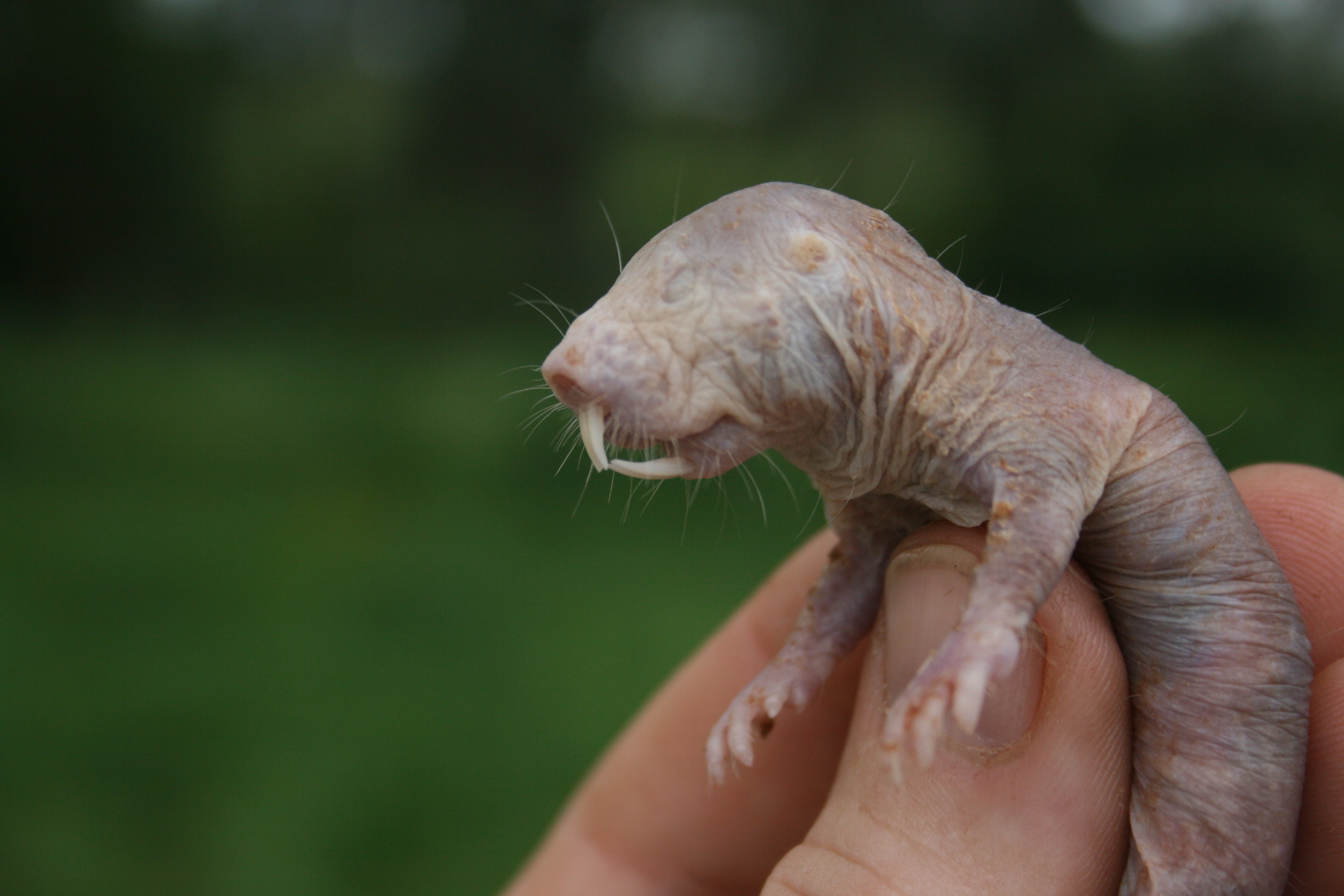 Image for Naked mole-rats: Not a mole, not a rat, and not an African mole-rat