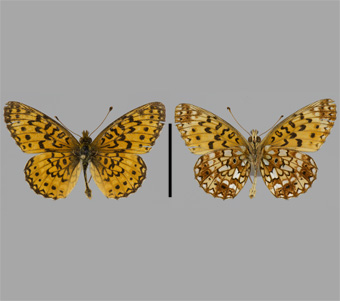 Nymphalidae: Heliconiinae: Argynnini 
 
Boloria selene ([Denis & Schiffermüller], 1775)Silver Meadow FritillaryFMNH-INS 124024 
Freeport, Stephenson County, IL4 August 1991
