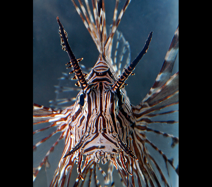 The Devil Firefish (Pterois) is one of the few venomous species (along with most lionfishes and fangtoothed blennies) that have warning coloration. The Devil Firefish like most lionfishes will use its large pectoral fins to block prey items into corners. Lionfishes will often orient their heads down and swim dorsal-fin spines first as they trap their prey. They can pitch their bodies in this way via specialized musculature in their body cavities that allow them to change the center of buoyancy by pulling their swim bladder forward or backward.